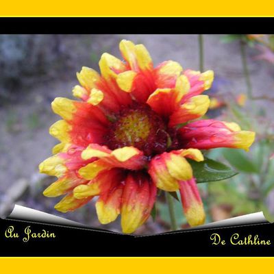 Les fleurs du jardin en décembre