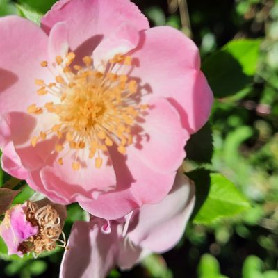 Le blog de Nature et Culture