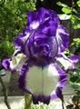 Cathline