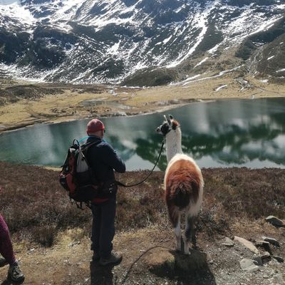 Des lamas tout public et tout terrain ! 