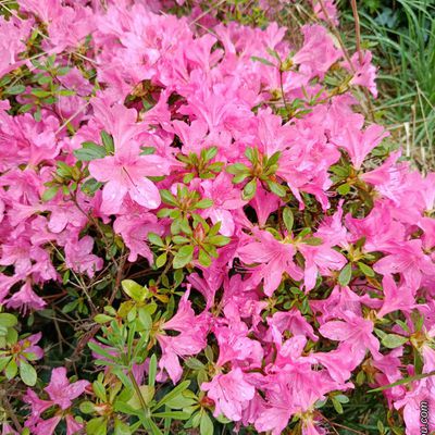 Fleurs des jardins dans le Cher