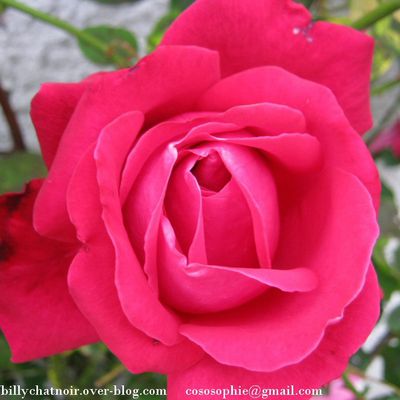 couleur vert et rouge