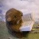 FMarmotte5