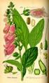 Blogueuse en herbes