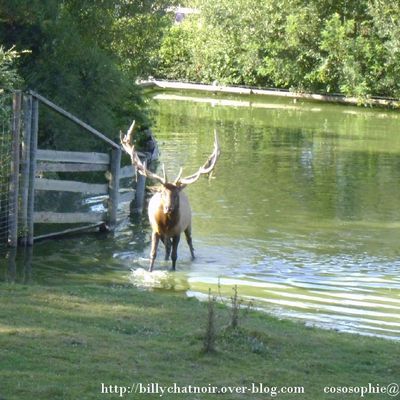 cerf majestueux 1