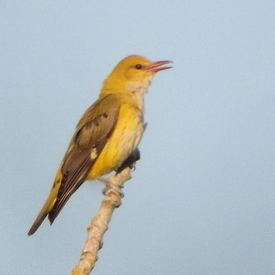 Les oiseaux du matin au Mont