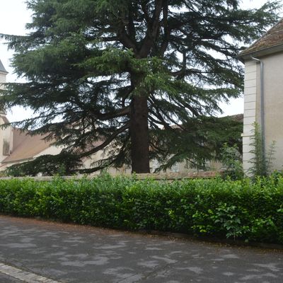 Les plumitifs tancrétiens à la manœuvre !