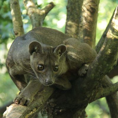 Reserva zoológica de Calviac