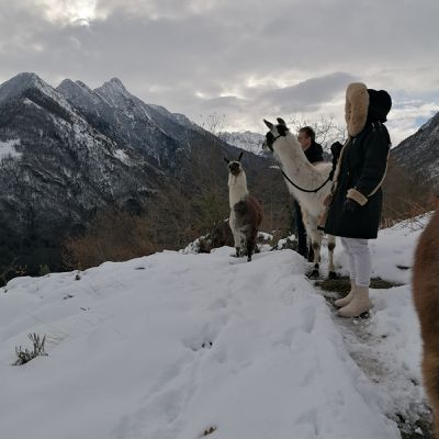 Nos lamas, les (super)héros de vos vacances d'hiver ! 
