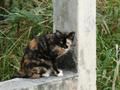 CHAT PITRE