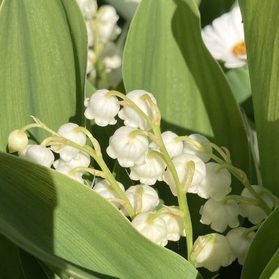 Muguet à l'honneur ce 1er mai