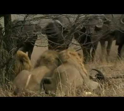 The White Lions