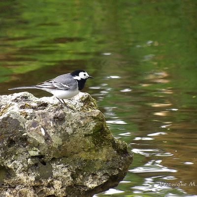 La photo du dimanche : Bergeronnette grise